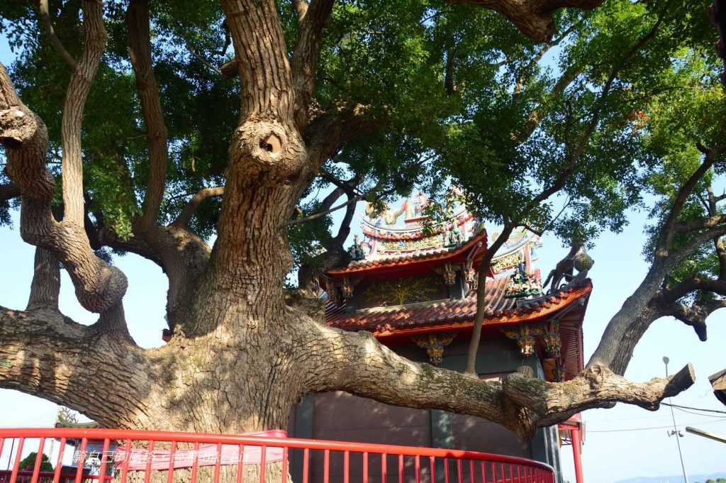 東興宮300年老樟樹