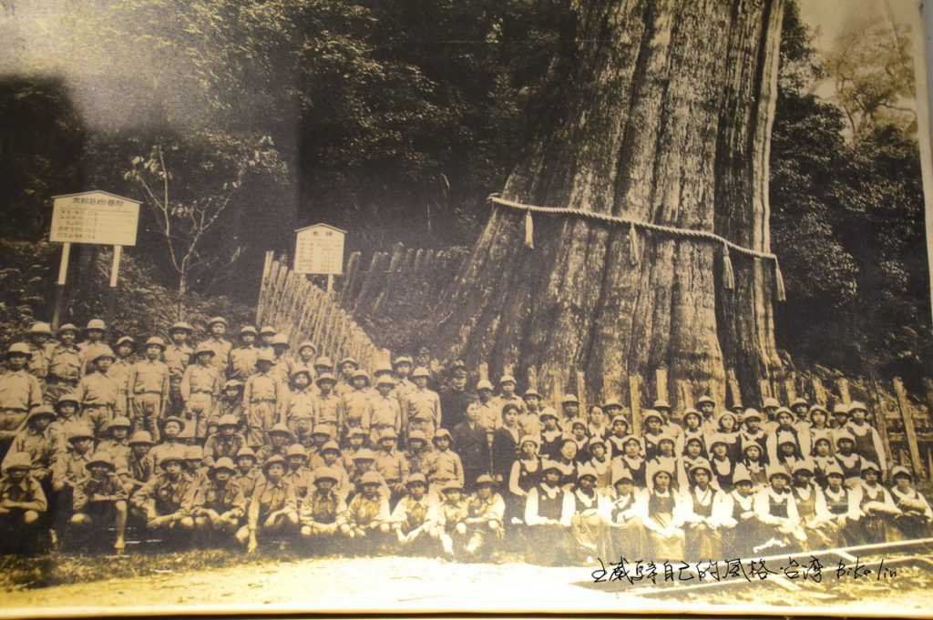 「阿里山林業史館」展出神木站樹齡數千年紅檜「阿里山神木」