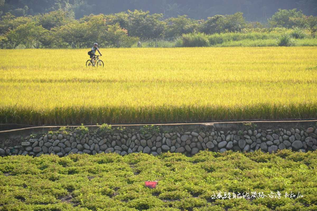 另一邊「鳳山溪田野」也不怠慢展現夏綠金黃