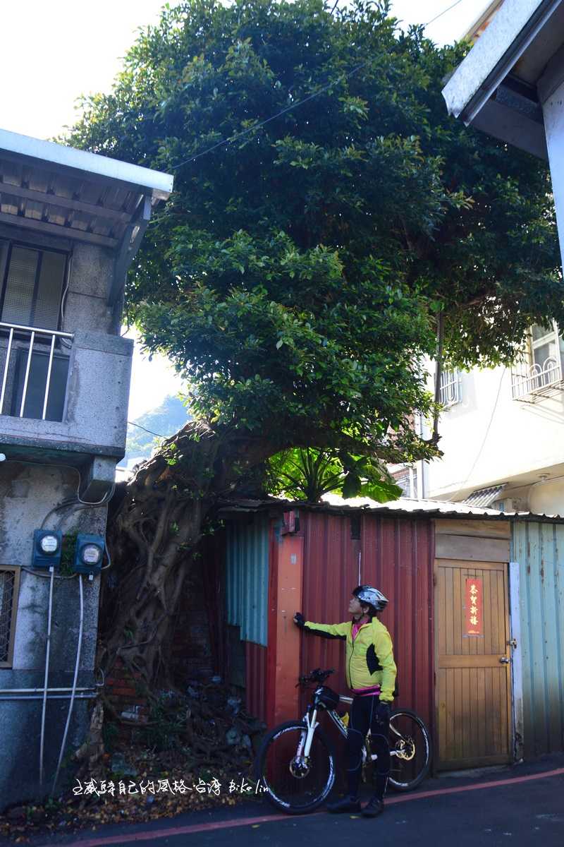 童年家園拆除日式宿舍後只剩老樹依在