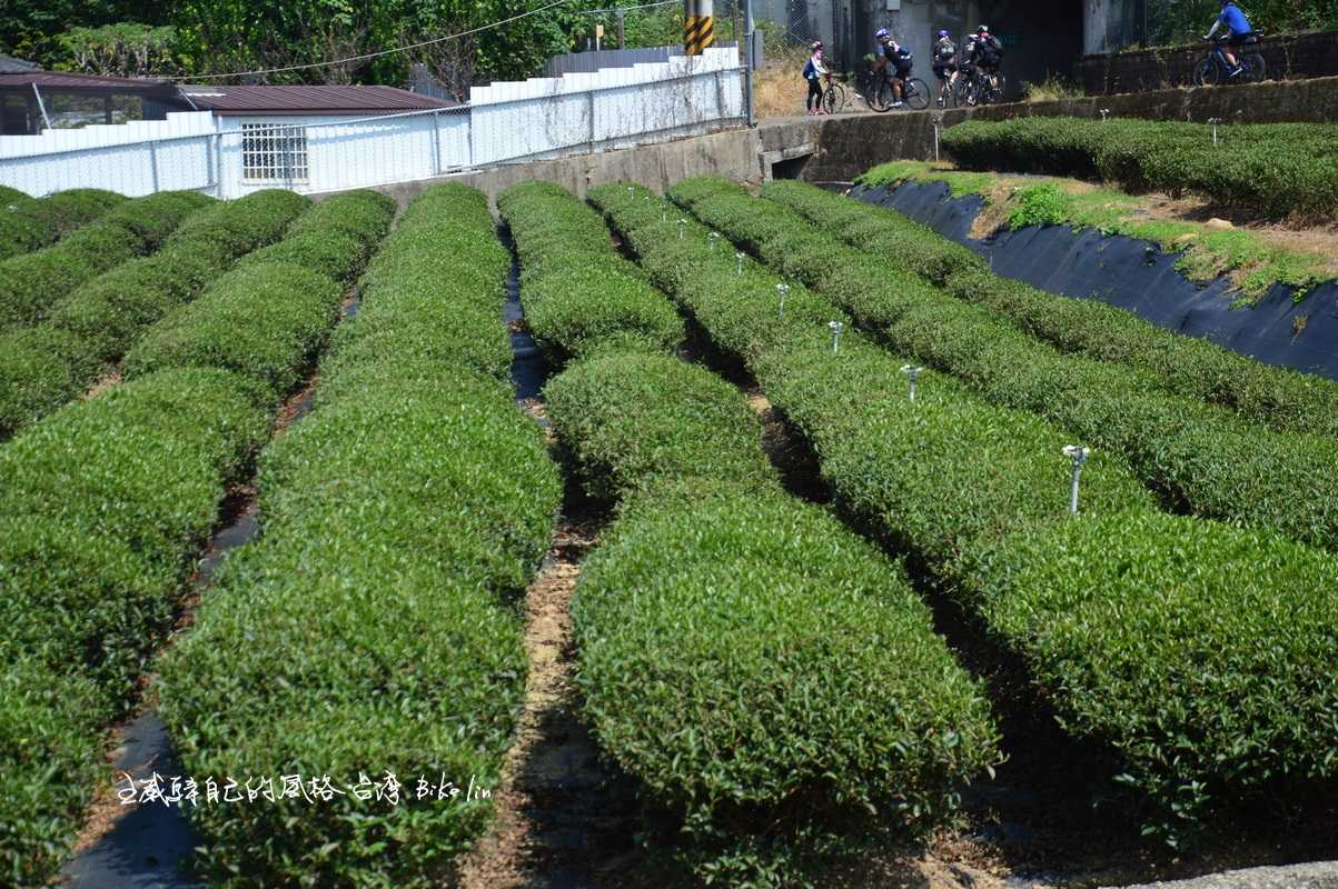 銅鑼茶綠色彩