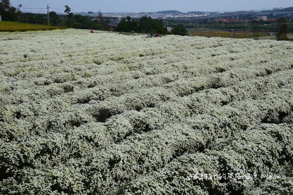 正典11月雪「銅鑼杭菊」