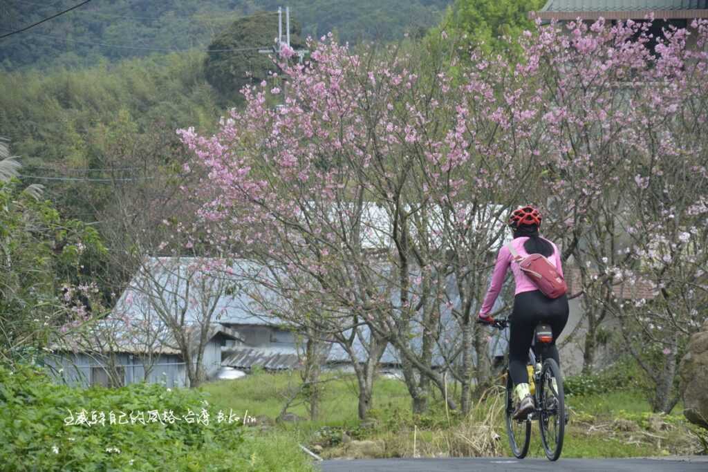 循著店子里下坡小徑櫻花林往三板橋