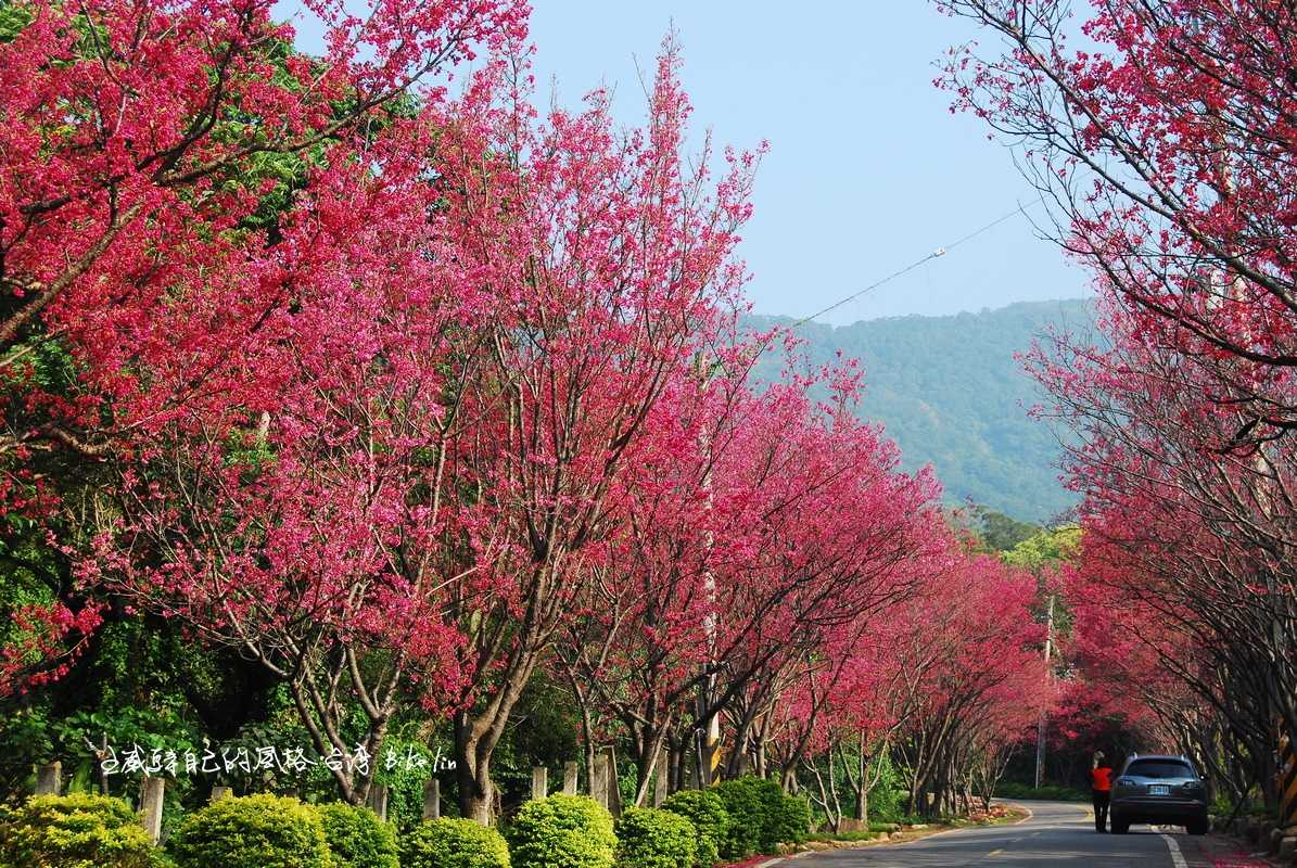 爬一堵長急陡牆「北投櫻花隧道」爽快感 