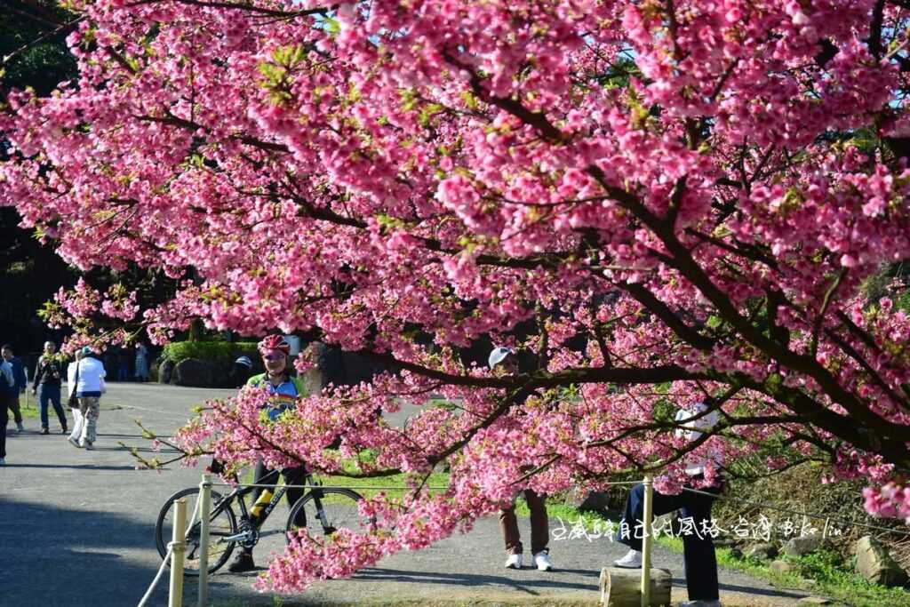 隨緣「天元宮後山櫻花園」北海岸最亮眼櫻色
