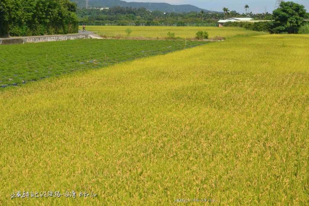 「鳳山溪」綠糕田野