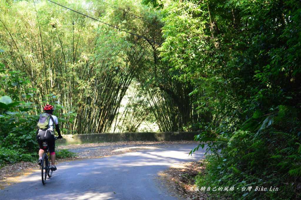 非常清幽大片「竹林綠色隧道」