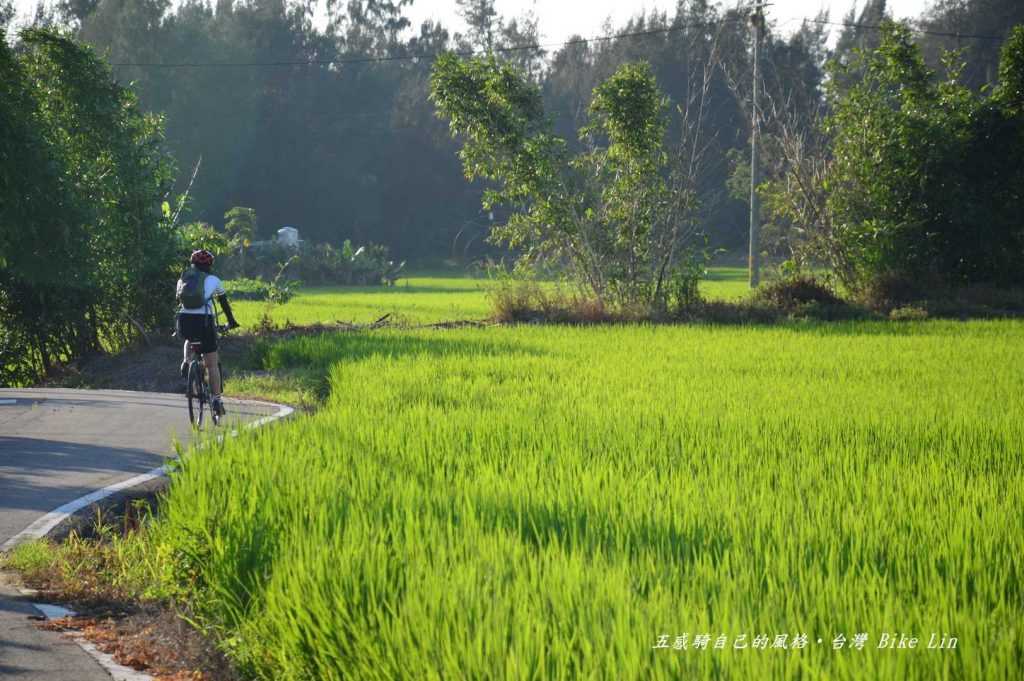穿越西濱公路綠油油小徑