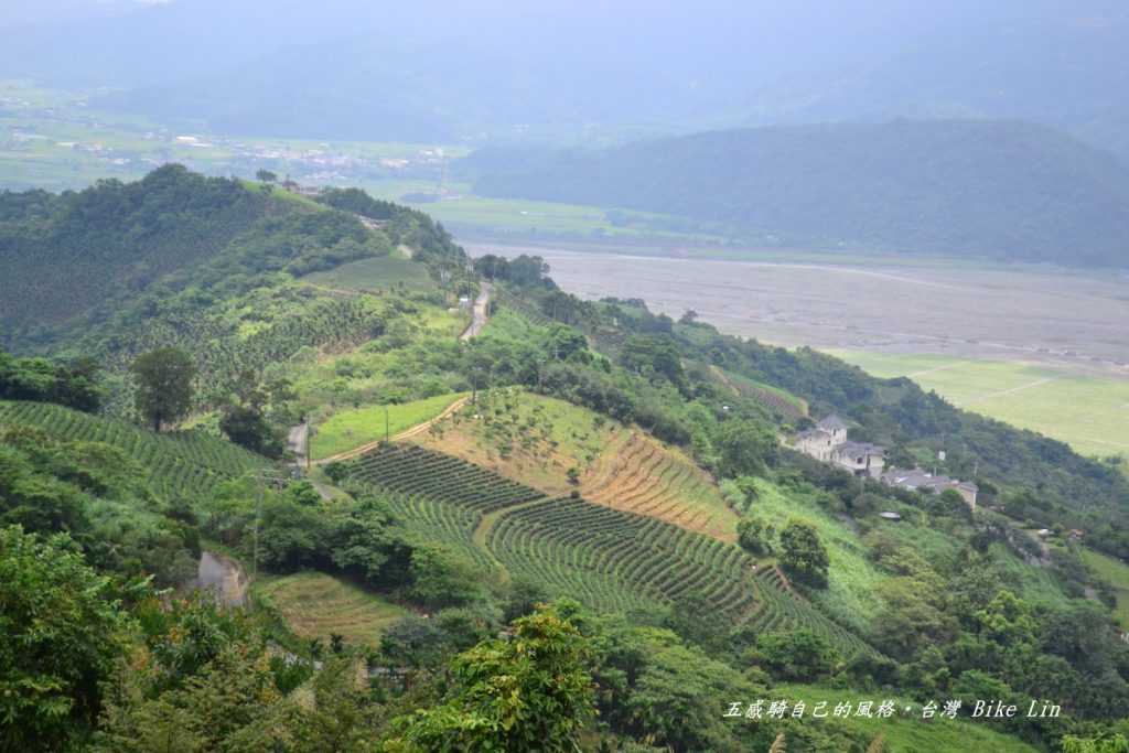 開闊玉蘭茶園梯田景觀