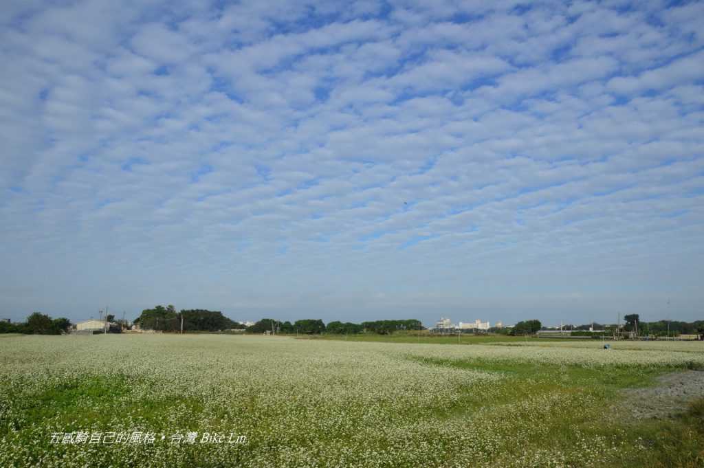 香田國小蕎麥花