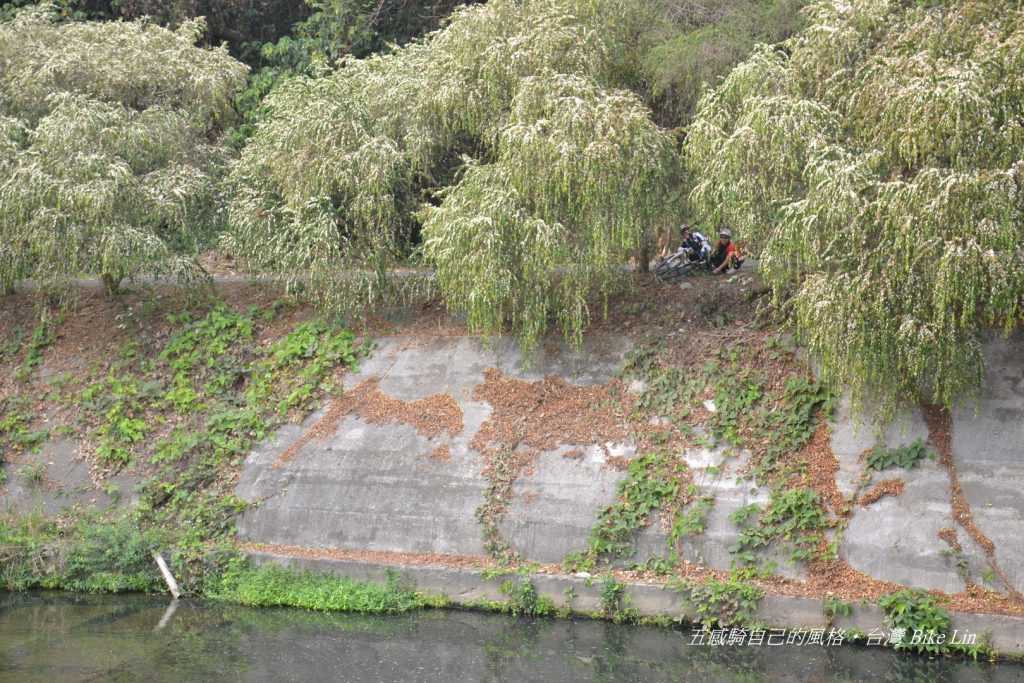 下坪自行車道賞覽垂枝女貞步道