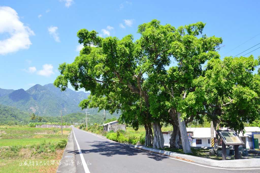 中城榕樹