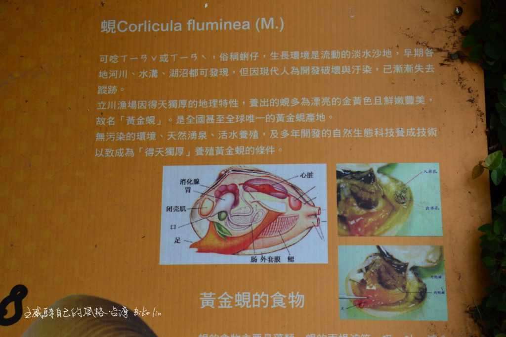 黃金蜆