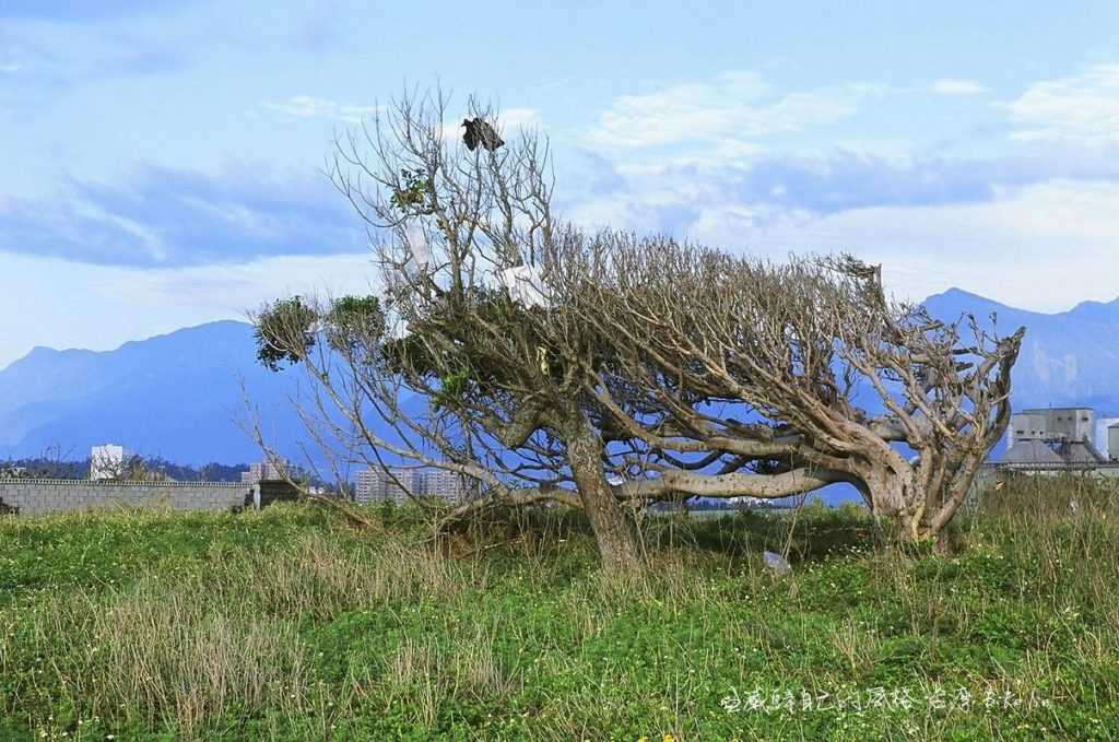  45度角大榕樹默默蒸發人間