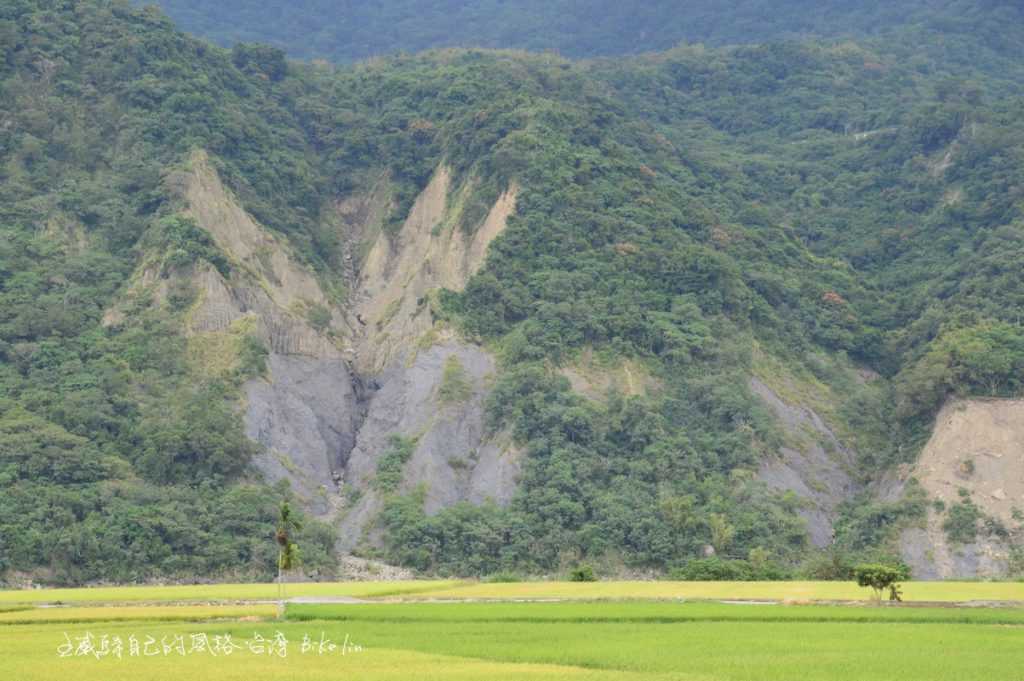 山里樹，不會是金城武樹