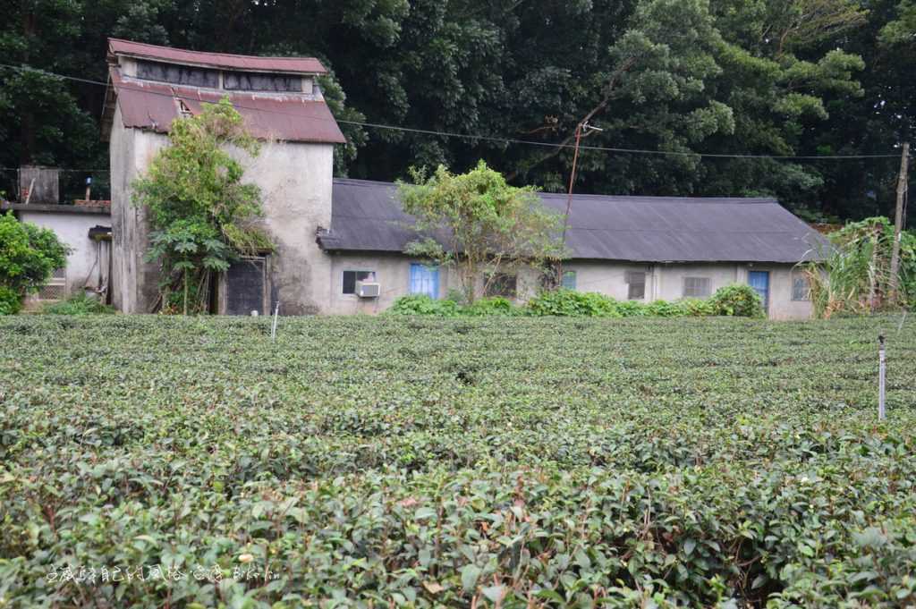 茶園步道路旁有年份古樸菸樓，更是我放眼要尋覓的「鹿野味」。