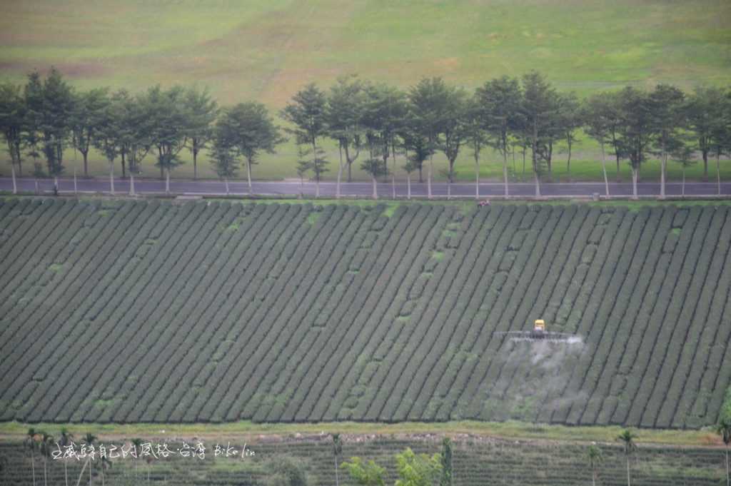 龍田小葉欖仁綠色隧道