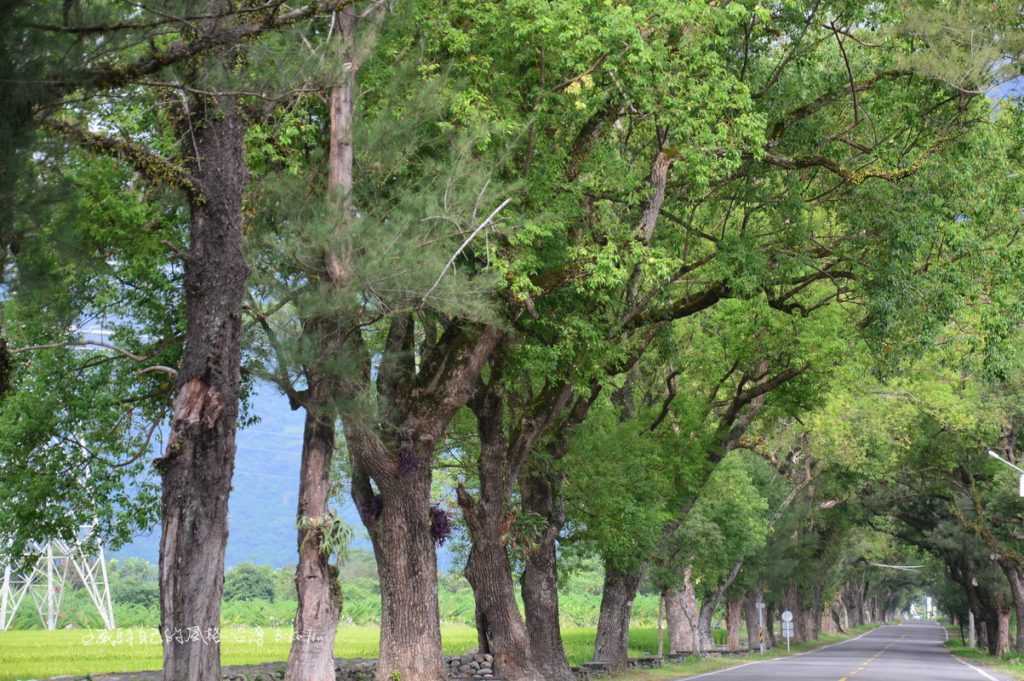 武陵綠色隧道