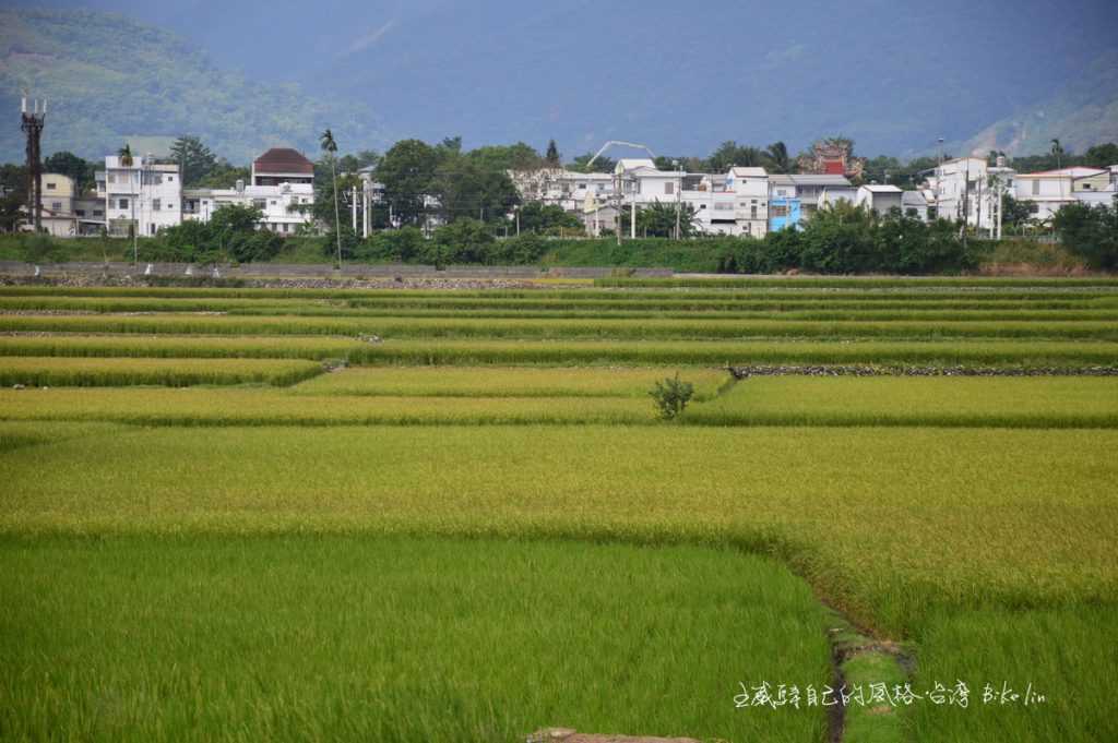 瑞源村田野