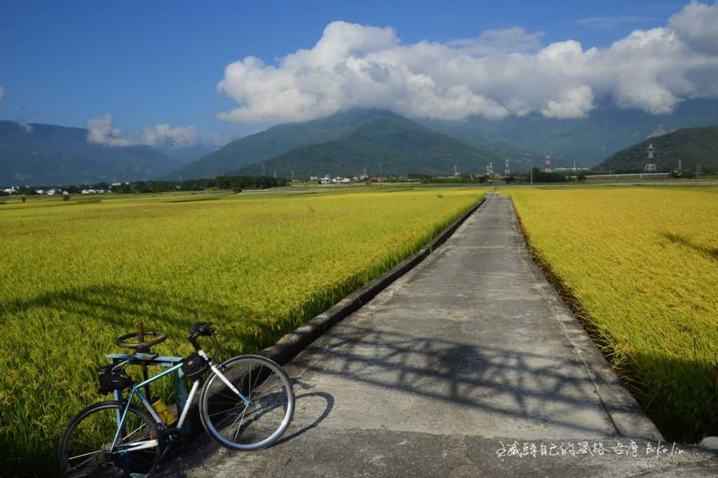  10月底金黃「慶豐村田野」