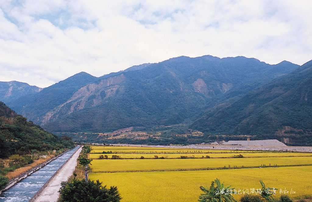 「關山大圳」頭端撒落的金黃田野