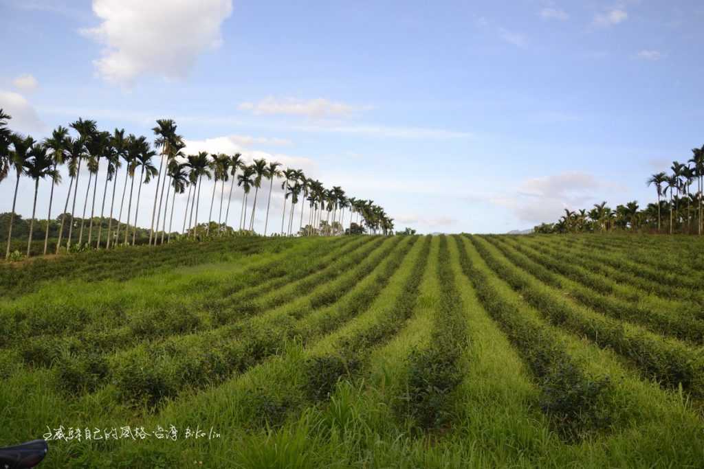 舞鶴台地茶園景觀