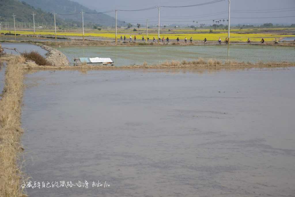 油菜花崙天田野