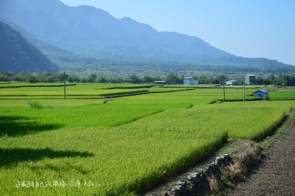 春日河階稻田 