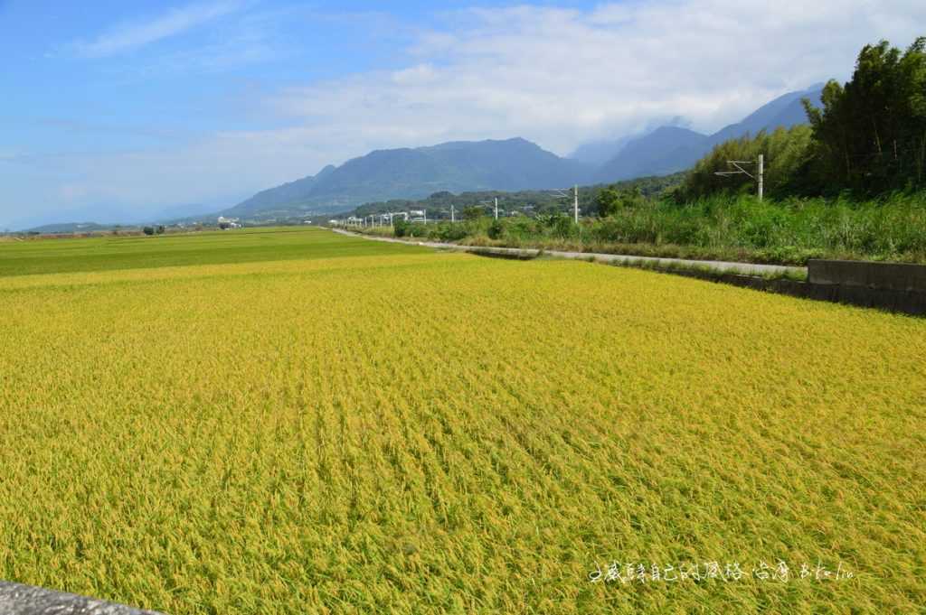 海岸山脈「秀姑巒溪石牌堤防水稻田」