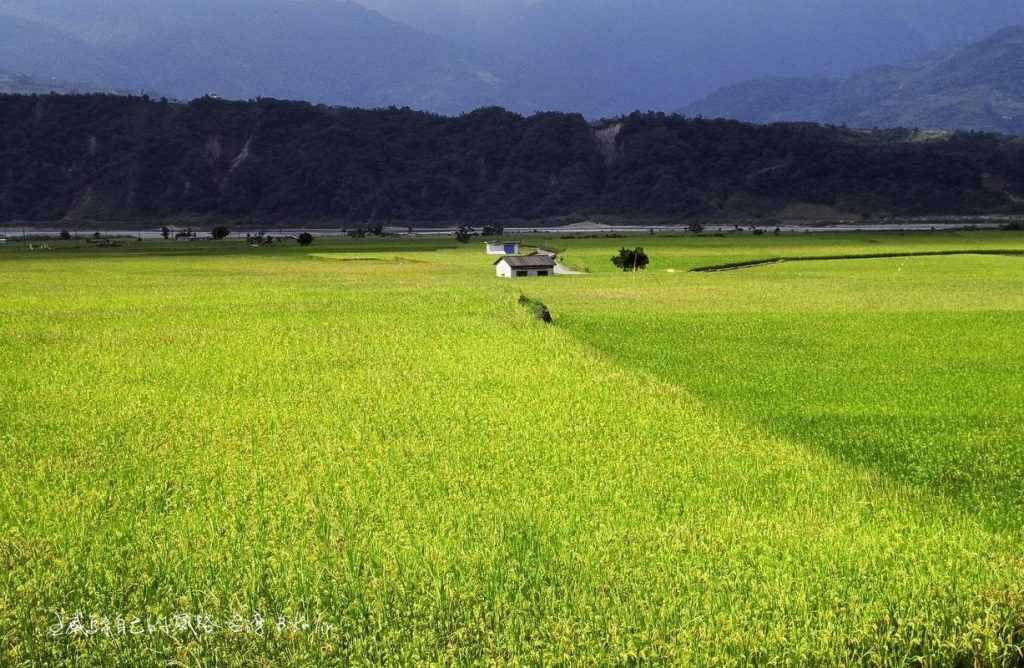 秀姑巒溪無盡奉獻「春日河階稻田」