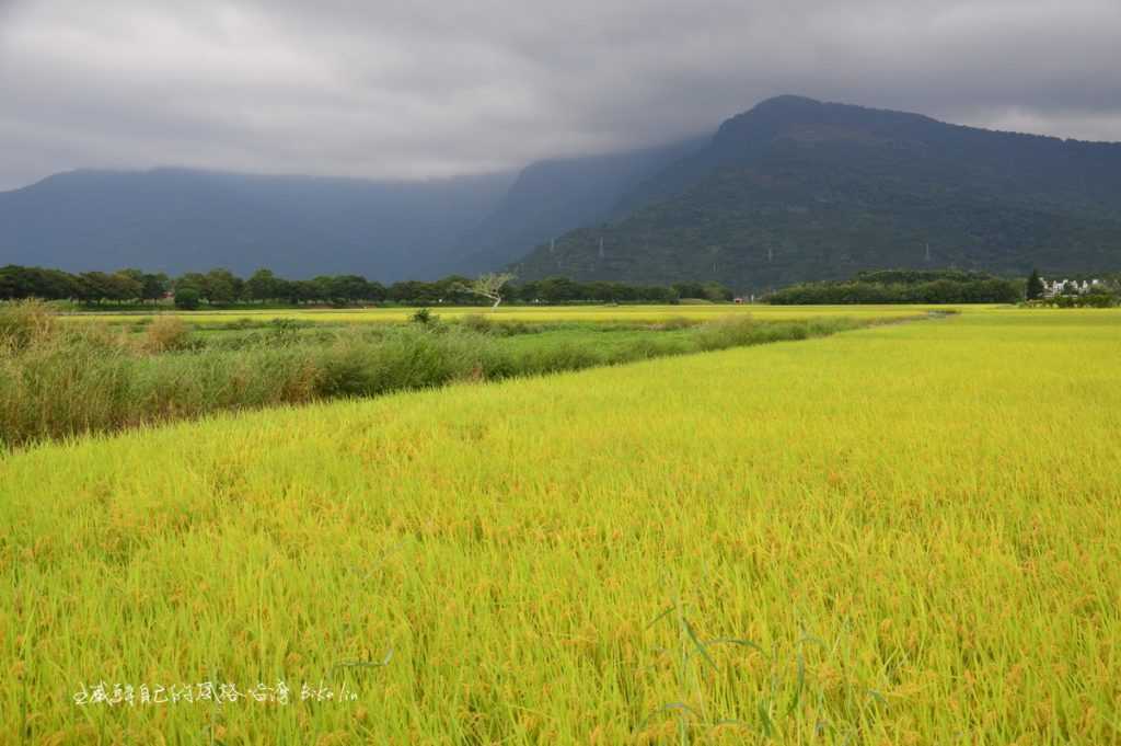 鳳林讓我釋懷望著一大片金黃層次田野