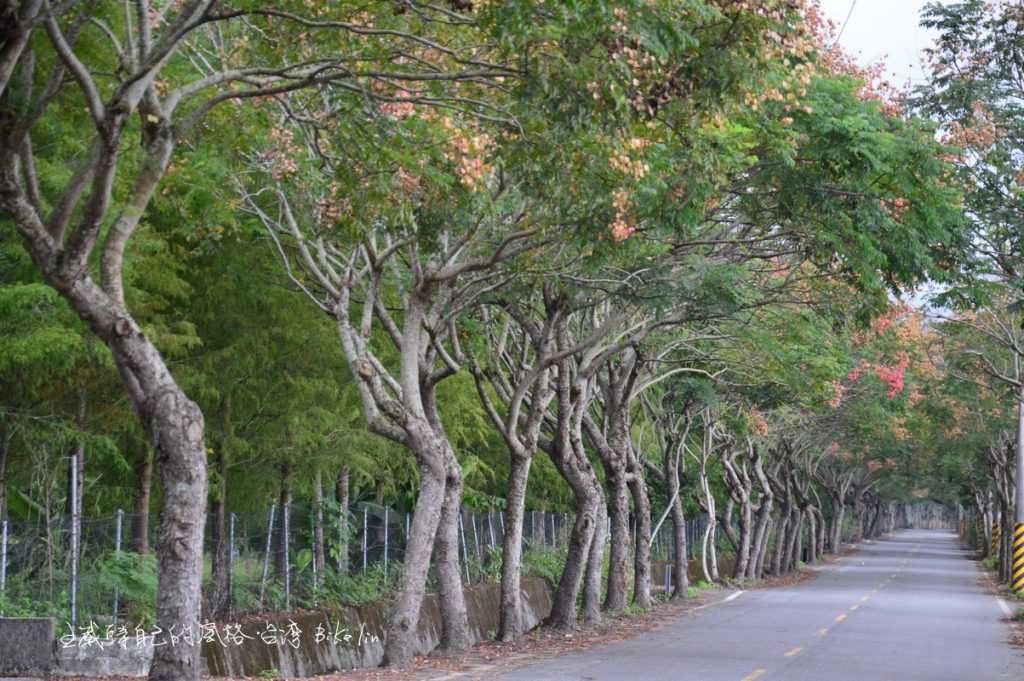 看不到盡頭的平和路「欒樹綠色隧道」