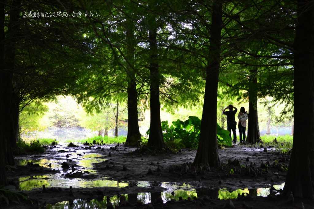 夢幻豐坪村「雲山水落羽松」