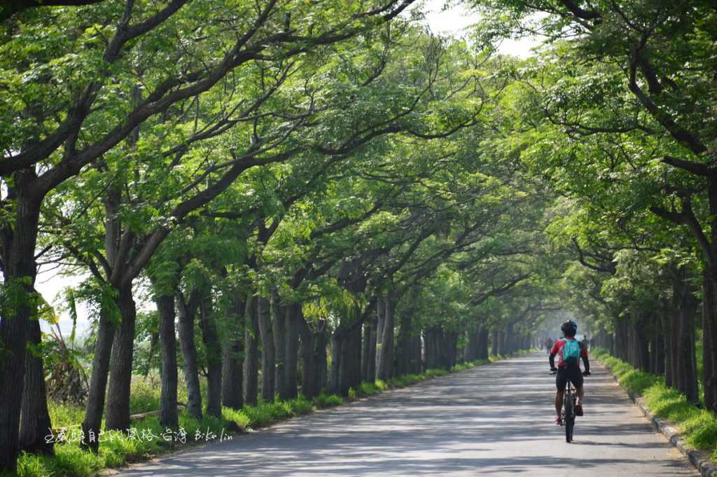 苦楝樹綠色隧道