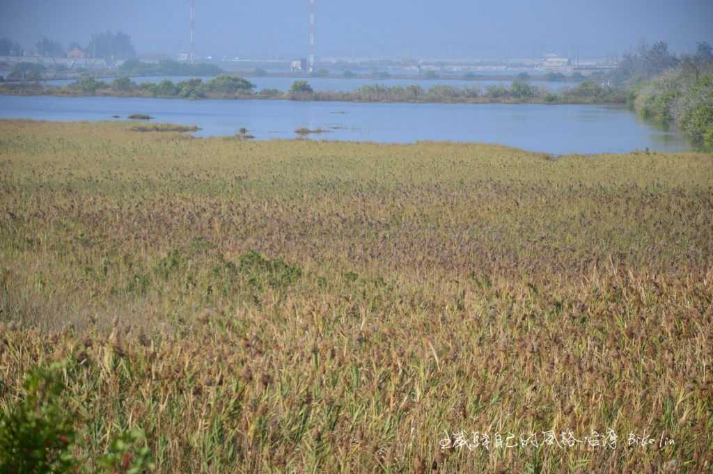 遼闊湖口濕地
