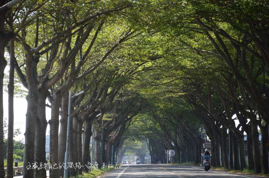 太保市小葉欖仁綠色隧道