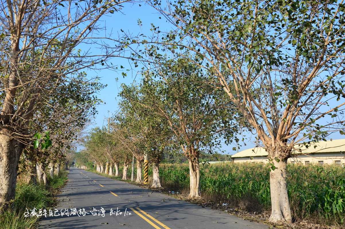 岸內菩提綠色隧道