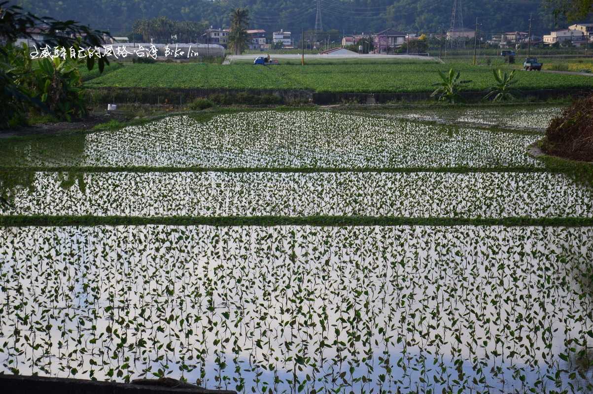 奢侈流連盡情浪費在午后光影「竹子門溝田野」