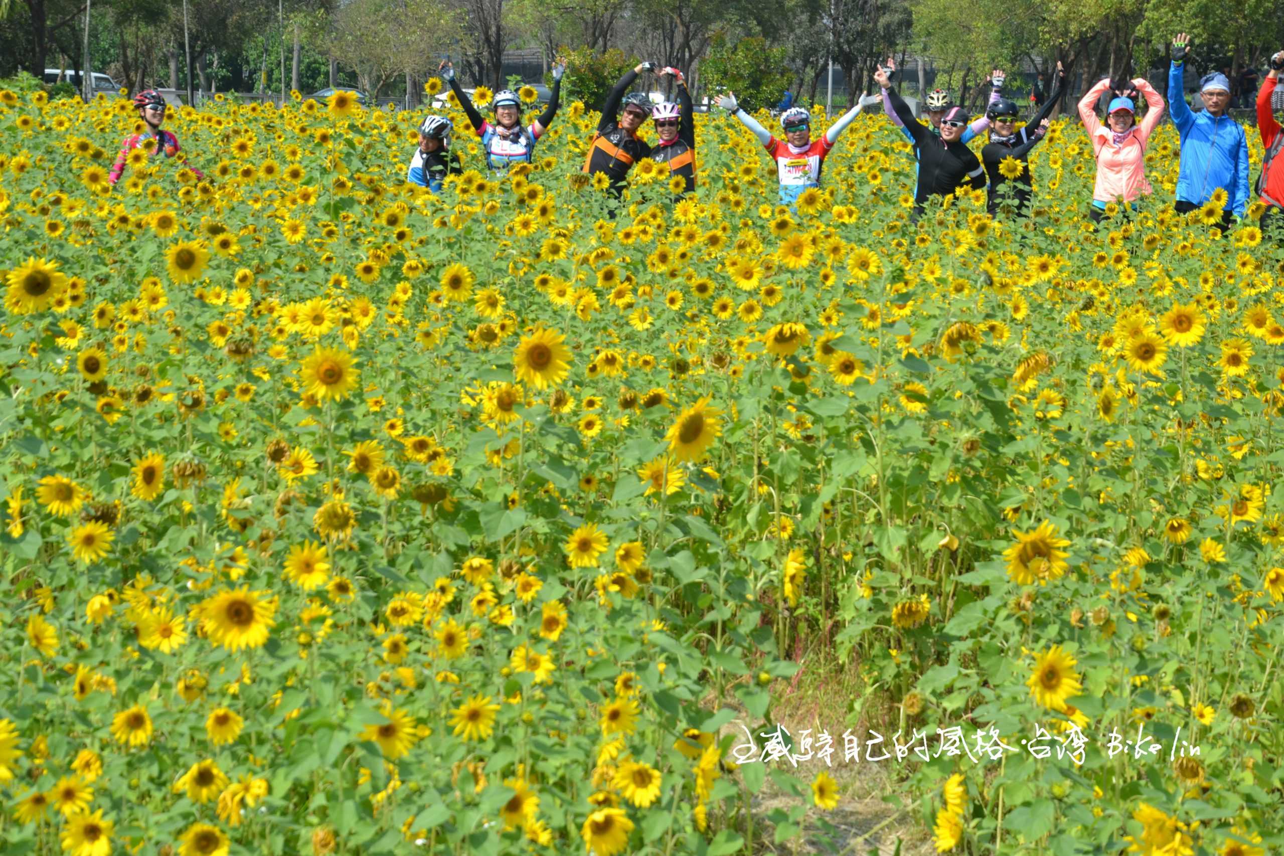 梁屋菸樓旁多希望向日葵田是菸田
