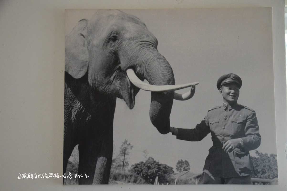 1947年孫立人將軍與當時30歲大象林旺〈日後臺灣家喻戶曉動物明星〉，間接引出兩次中緬印作戰故事