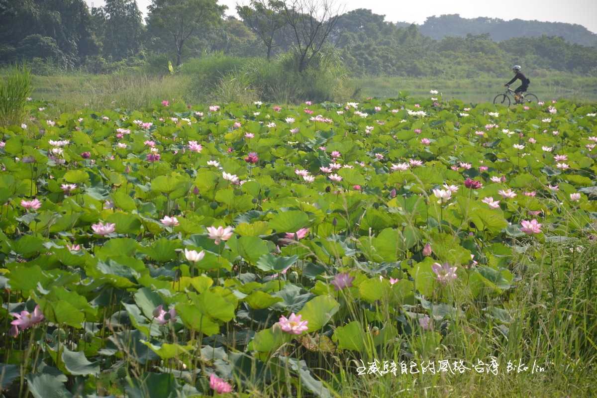 5-6月「大溪大嵙崁人工濕地」荷花