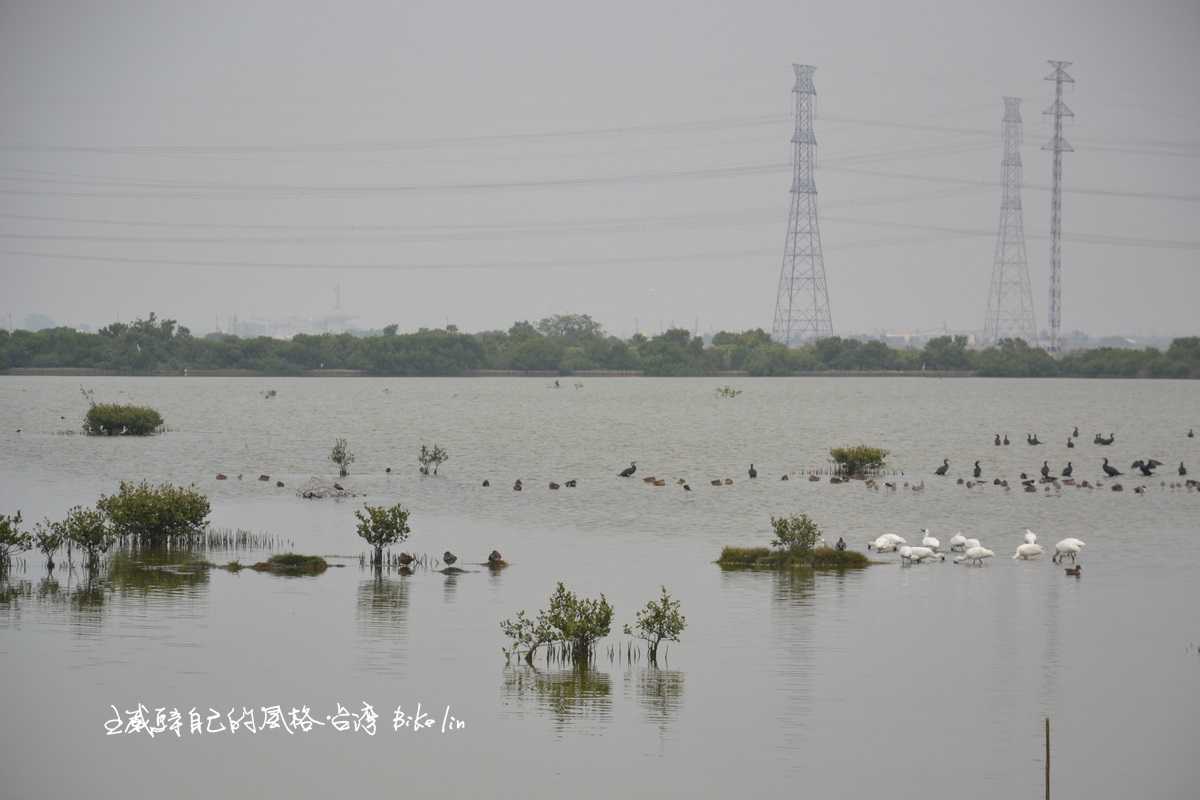 「永安濕地賞鳥站」赫見黑面琵鷺來過冬
