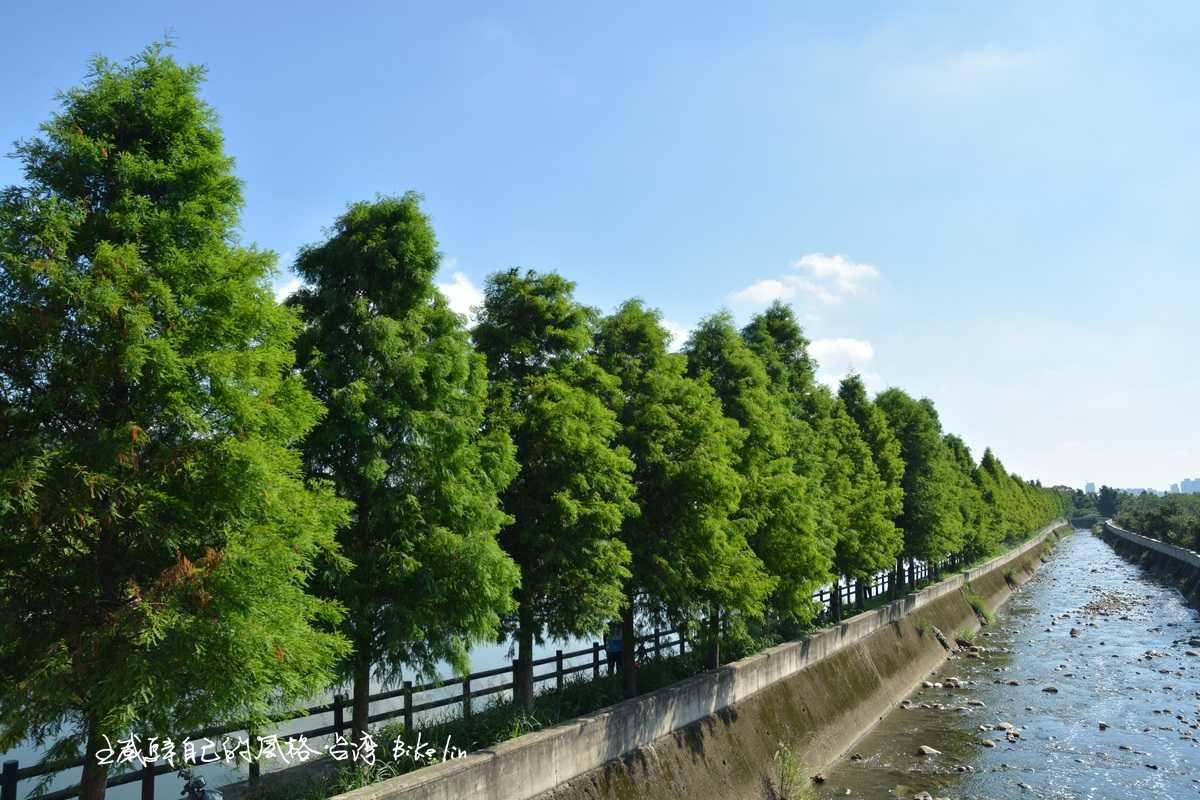 氣勢排列「霄裡大池落羽松林」