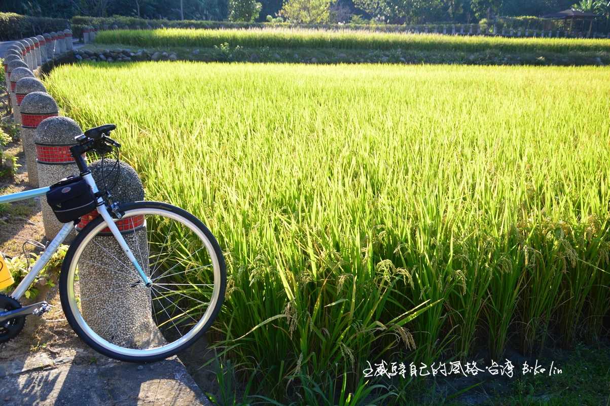 一彎有層次的金黃「大平田野」