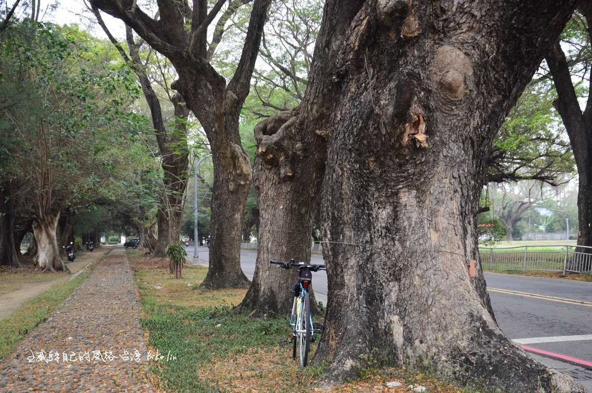 海富路上「左營綠色隧道」