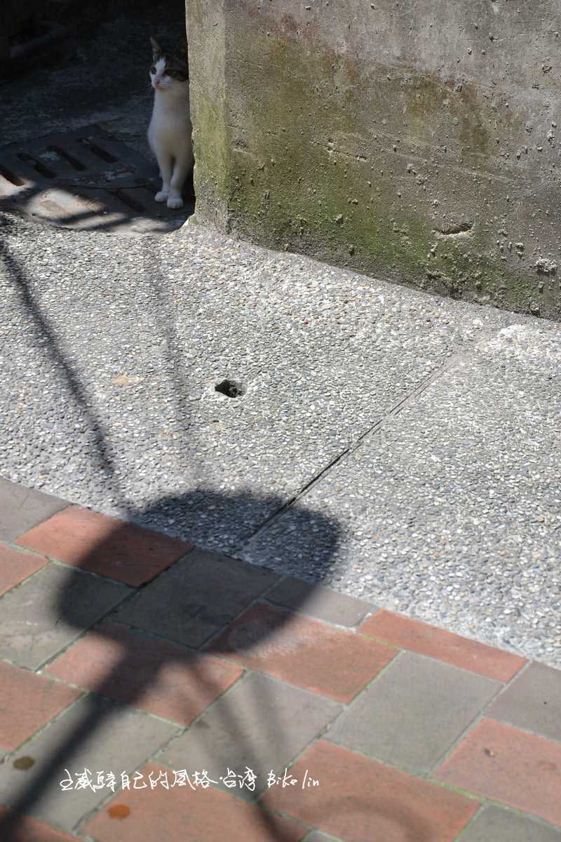 老街裡害羞老貓