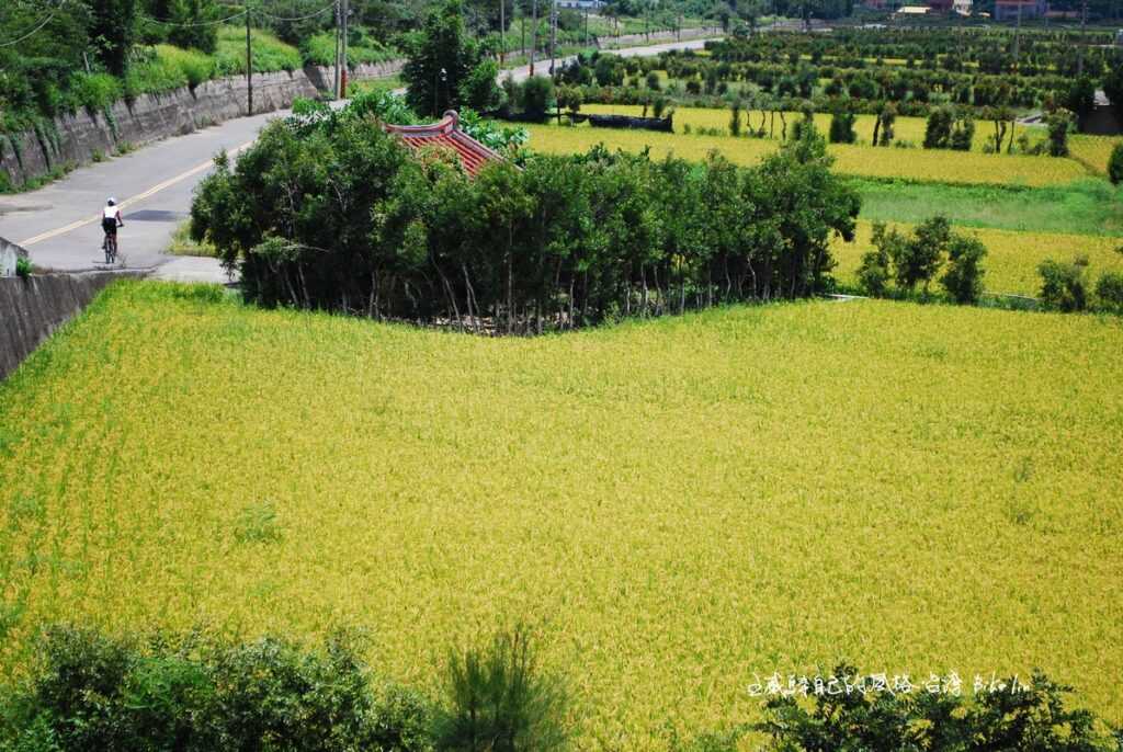 時間停頓在迤邐11公里長黃金稻浪「西湖」