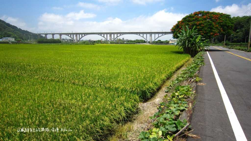 每次來都想等著全開火鳳凰「景山溪鳳凰樹」搭「鯉魚潭鐵道拱橋」