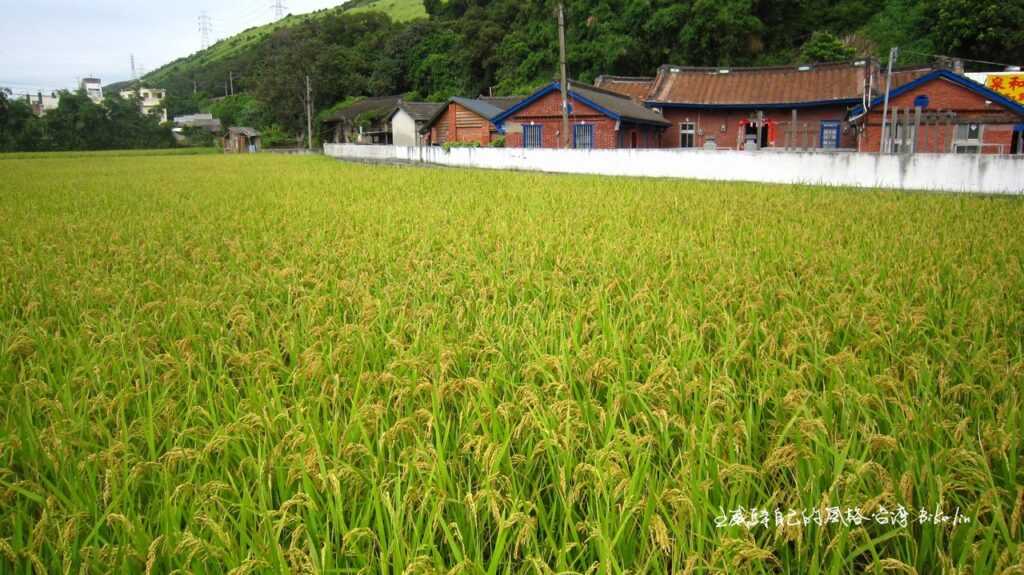 1900年看天吃飯傳承百年手藝「泉和手工麵線製麵工廠」