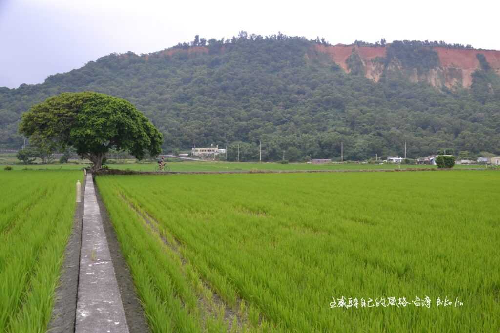 放逐式無邊際悠遊「外埔鐵山里獨立樹」